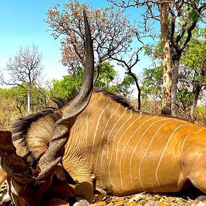 Lord Derby Eland Hunt Cameroon