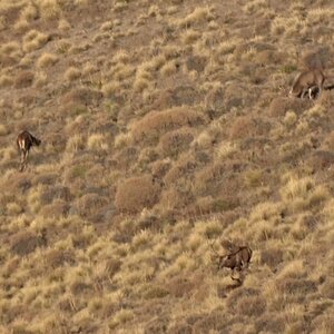 Hunting Deer Cordillera Andes Mountains 1