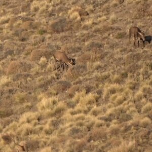Hunting Deer Cordillera Andes Mountains 2