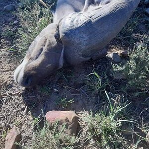 Abnormal Kudu Trophy