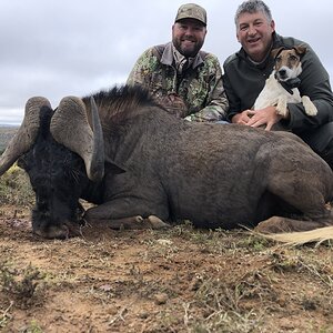 Black Wildebeest Hunting Eastern Cape South Africa