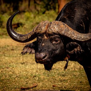 Big Hard Boss Buffalo South Africa