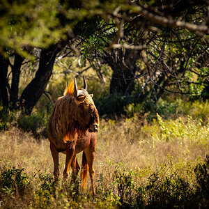 Golden Wildebeest Wildlife South Africa