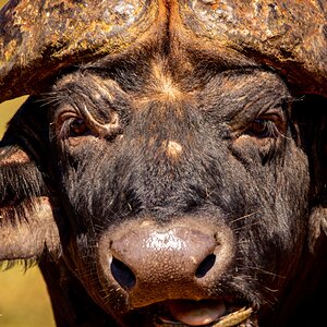 Buffalo Wildlife South Africa