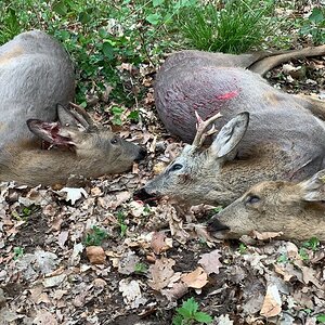 Roe Deer Hunting Germany