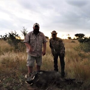 Warthog Hunting Namibia