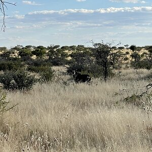 Sable Wildlife Namibia