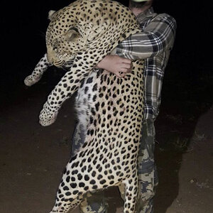 Leopard Hunt Namibia