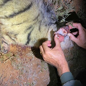 Aardwolf Night Hunting