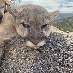 Mountain Lion Hunt Arizona