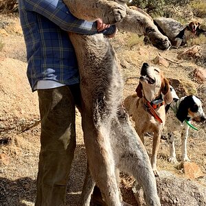 Mountain Lion Hunt Arizona