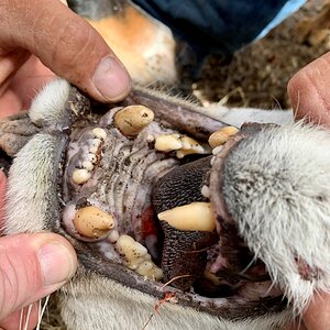 Mountain Lion Teeth