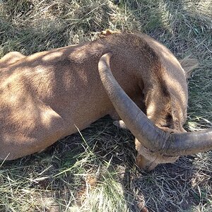 Aoudad Hunting Northern Cape South Africa