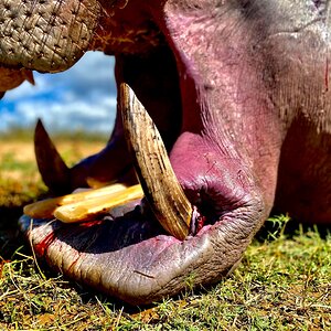 Hippopotamus Hunting Zimbabwe