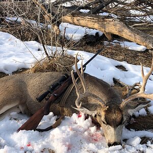 Montana Mule Deer Hunt