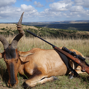 Red Hartebeest Hunt Eastern Cape South Africa