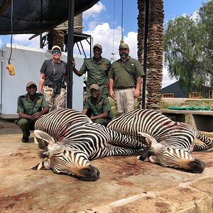 Zebra Hunt Namibia