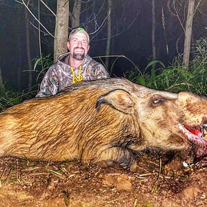 Hunting Bushpig South Africa