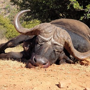 Buffalo Hunting