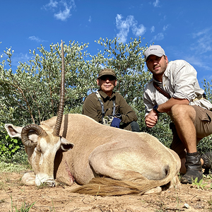 Abnormal Golden Oryx Hunt Namibia