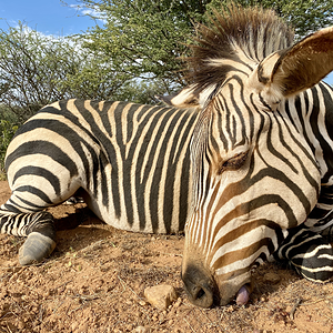 Hartmann Zebra Hunt Namibia