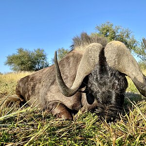 Black Wildebeest Hunt Namibia