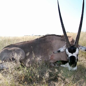 Gemsbok Hunt Namibia