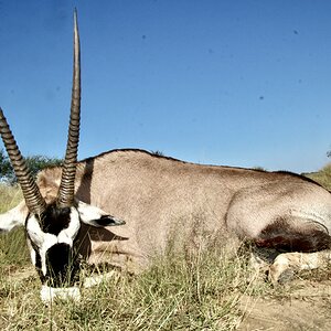 Gemsbok Hunt Namibia