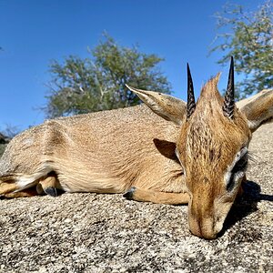 Damara Dik-Dik Hunt Namibia