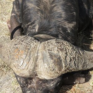 Buffalo Hunt Free State South Africa