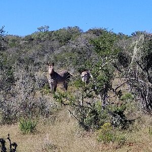 Eastern Cape South Africa Wildlife