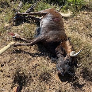 Black Wildebeest Hunt Eastern Cape South Africa