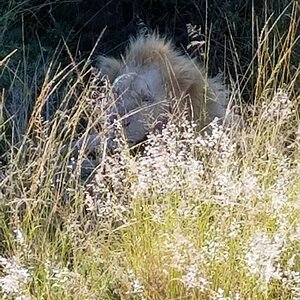 Lion Wildlife Eastern Cape South Africa