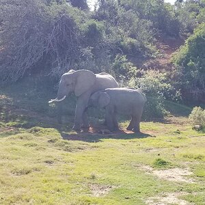Elepephant Wildlife Eastern Cape South Africa