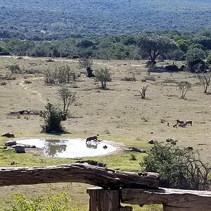 Bushpig Wildlife Eastern Cape South Africa