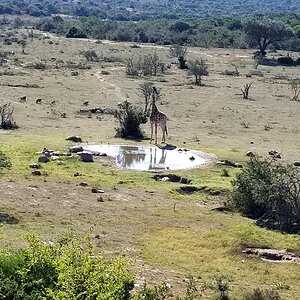 Giraffe Wildlife Eastern Cape South Africa