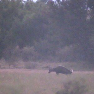 Bushbuck  Hunting Eastern Cape South Africa