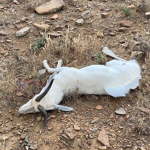 White Springbok Hunt Eastern Cape South Africa