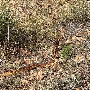 Cape Cobra Snake South Africa