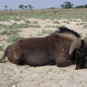 Black Wildebeest Hunt Kalahari South Africa