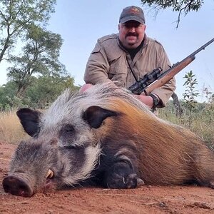 Bushpig Hunt Limpopo South Africa