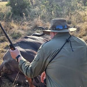 Buffalo Hunt Limpopo South Africa
