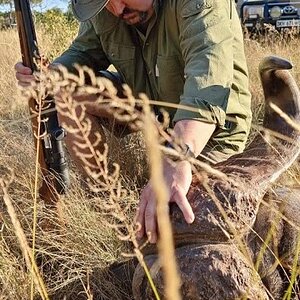 Buffalo Hunt Limpopo South Africa