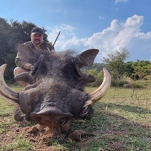 Warthog Hunt Limpopo South Africa