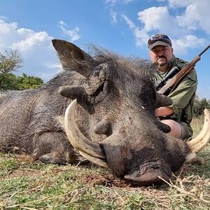 Warthog Hunt Limpopo South Africa