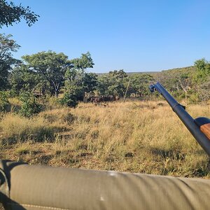 Buffalo Wildlife Limpopo South Africa