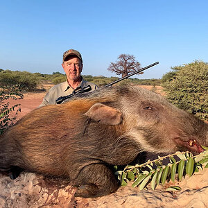 Bushpig Hunting South Africa