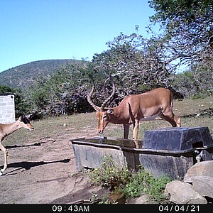 Waterbuck Trail Cam