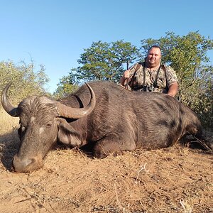 Buffalo Cow Hunt Limpopo South Africa