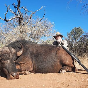 Buffalo Cow Hunt Limpopo South Africa
